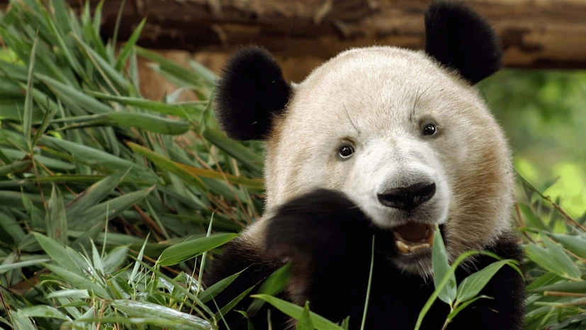 Adrenochrome Powder CAS 54-06-8 | Shaanxi BLOOM Tech Co., Ltd Adrenochrome Powder CAS 54-06-8 | Shaanxi BLOOM Tech Co., Ltd