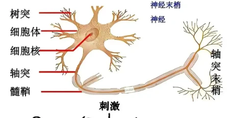 Bioglutide NA-931 Balance | Shaanxi BLOOM Tech Co., Ltd Bioglutide NA-931 Balance | Shaanxi BLOOM Tech Co., Ltd