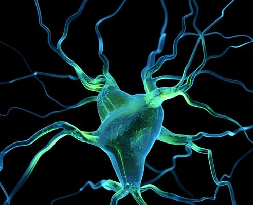 Cerebrolysin Tablets use| Shaanxi BLOOM Tech Co., Ltd Cerebrolysin Tablets use| Shaanxi BLOOM Tech Co., Ltd